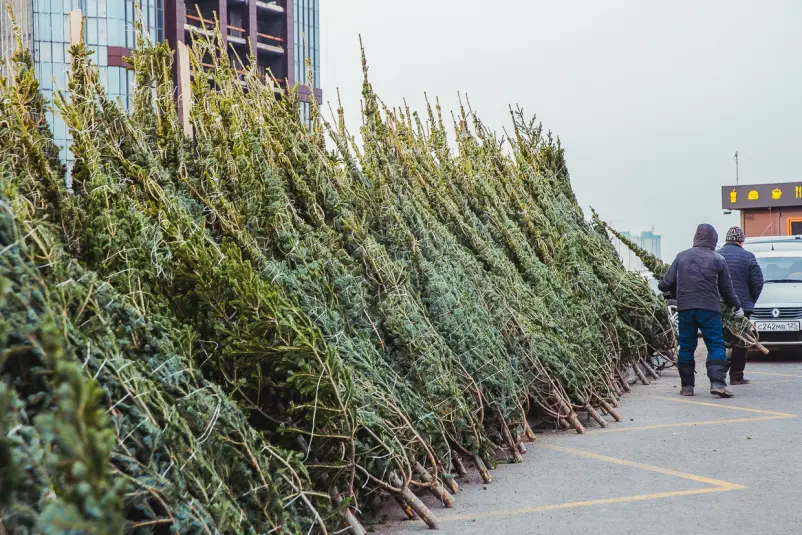 Продажа новогодних ёлок ИА PrimaMedia