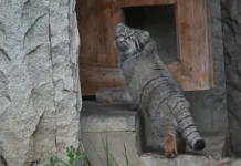 Зимой манула Тимофея заботит Михаил Брагийн из Московского зоопарка zimoj manula timofeya zabotit mihail bragijn iz moskovskogo zooparka-politgolos-ru-0