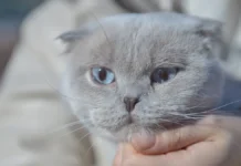 22 января – день кошек, попкорна и ярких сочетаний праздников 22 yanvarya den koshek popkorna i yarkih sochetanij prazdnikov-politgolos-ru-0