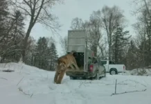Амурский тигр Приморья вернулся в дикую природу при поддержке Центра amurskij tigr primorya vernulsya v dikuyu prirodu pri podderzhke czentra-politgolos-ru-0