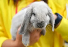 Дугенцова и Шеляков о воспитании ответственности с питомцами dugenczova i shelyakov o vospitanii otvetstvennosti s pitomczami-politgolos-ru-0