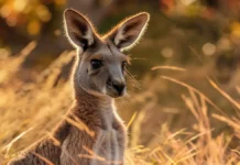 Джей Вайн выиграл Tour Down Under после встречи с кенгуру dzhej vajn vyigral posle vstrechi s kenguru-politgolos-ru-0