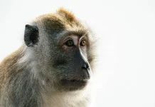 Младенца спасли у колодца после нападения обезьяны в Индии mladencza spasli u kolodcza posle napadeniya obezyany v indii-politgolos-ru-0