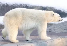 Московский зоопарк и Активный гражданин: проверьте знания о белых медведях moskovskij zoopark i aktivnyj grazhdanin proverte znaniya o belyh medvedyah-politgolos-ru-0