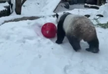 Московский зоопарк предлагает посетителям приключения Жуи, Диндин и Жорика moskovskij zoopark predlagaet posetitelyam priklyucheniya zhui dindin i zhorika-politgolos-ru-0