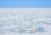 Россия приветствует партнёрство в Арктике с США, Норвегией и Данией rossiya privetstvuet partnyorstvo v arktike s ssha norvegiej i daniej-politgolos-ru-0