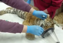 Тигрята-сироты из Тернейского округа восстанавливаются в Центре «Амурский тигр» tigryatasiroty iz ternejskogo okruga vosstanavlivayutsya v czentre amurskij tigr-politgolos-ru-0