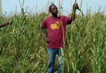 Удобрения в Сенегале помогают спасти урожай от саранчи udobreniya v senegale pomogayut spasti urozhaj ot saranchi-politgolos-ru-0