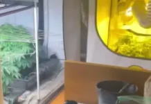 В Москве полиция изъяла наркотики. Уголовное дело расследуется успешно v moskve policziya izyala narkotiki ugolovnoe delo rassleduetsya uspeshno-politgolos-ru-0