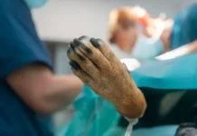 В ЖК «Мещерский лес» в Москве жители заботятся о безопасности животных v zhk meshherskij les v moskve zhiteli zabotyatsya o bezopasnosti zhivotnyh-politgolos-ru-0