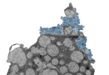 Защита носа от риновируса как барьера против простуды zashhita nosa ot rinovirusa kak barera protiv prostudy-politgolos-ru-0