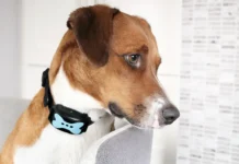 Депутаты Госдумы во главе с Даванковым хотят запретить электроошейники deputaty gosdumy vo glave s davankovym hotyat zapretit elektrooshejniki-politgolos-ru-0