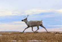 Как кальций и фосфор в рогах самок карибу спасают оленей kak kalczij i fosfor v rogah samok karibu spasayut olenej-politgolos-ru-0