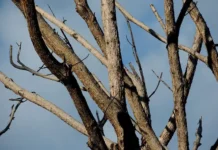 Прокуратура Воронежа проверяет ЖКХ после инцидента с упавшим деревом prokuratura voronezha proveryaet zhkh posle inczidenta s upavshim derevom-politgolos-ru-0