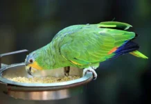 В Японии полиция спасла попугайчиков, взятых в заложники знакомым v yaponii policziya spasla popugajchikov vzyatyh v zalozhniki znakomym-politgolos-ru-0