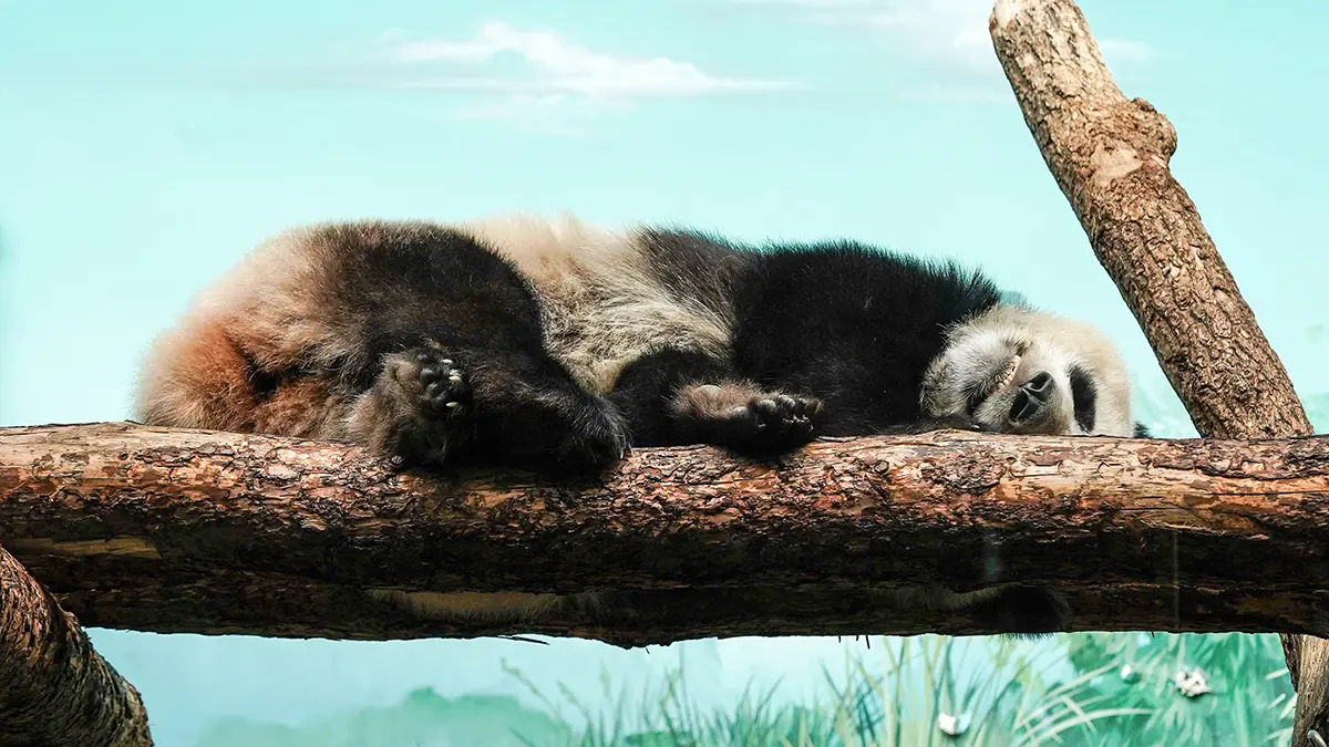 Вход в Московский зоопарк сделают бесплатным для гостей в костюмах панд 21 февраля