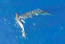 Дрон и Сент-Эндрюсский университет сняли кашалотов на Азорах dron i sentendryusskij universitet snyali kashalotov na azorah-politgolos-ru-0