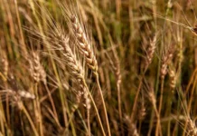 Экспорт российской пшеницы в Южную Корею достиг впечатляющего роста eksport rossijskoj psheniczy v yuzhnuyu koreyu dostig vpechatlyayushhego rosta-politgolos-ru-0