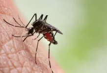 География дирофиляриоза растет в Дагестане и Чебоксарах geografiya dirofilyarioza rastet v dagestane i cheboksarah-politgolos-ru-0