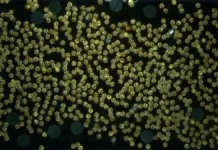 Макс Планк и Мичиганский университет совершили прорыв в робототехнике maks plank i michiganskij universitet sovershili proryv v robototehnike-politgolos-ru-0