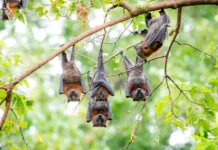 P. poliocephalus поддерживают эвкалипты и биоразнообразие Австралии podderzhivayut evkalipty i bioraznoobrazie avstralii-politgolos-ru-0