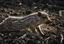 polskaya pensionerka volomin samostoyatelno otbilas ot dikogo kabana-politgolos-ru-0