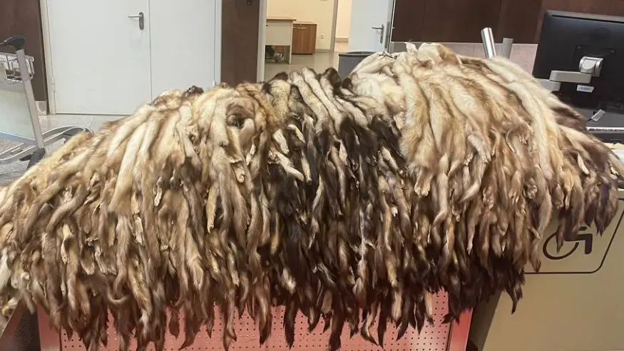 Иностранец пытался вывезти из России в Китай более 900 шкур хорька