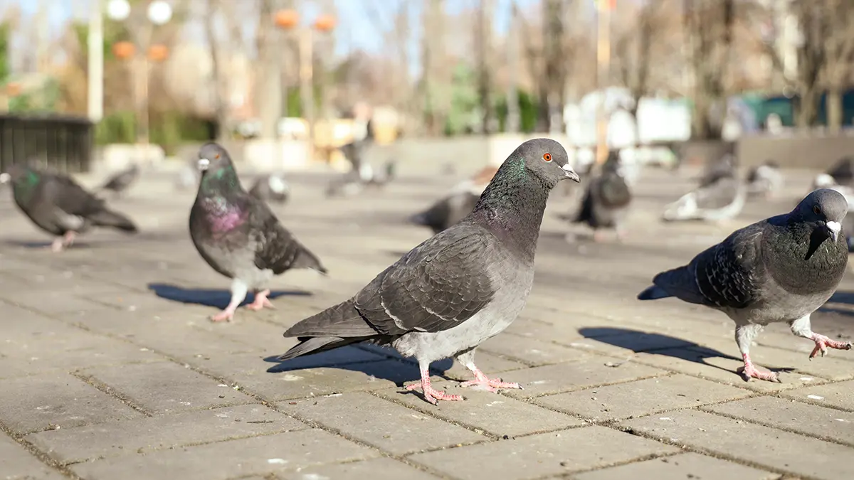 В каких местах нельзя кормить голубей