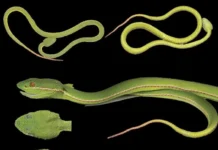 Новая зеленая гадюка Trimeresurus lii найдена в Китае novaya zelenaya gadyuka najdena v kitae-politgolos-ru-0