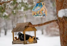 svyshe 73 tysyach zhitelej podmoskovya pomogli pticzam v akczii s v mosinym-politgolos-ru-0