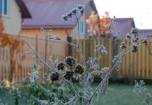 В Подмосковье ожидаются заморозки, прогноз и изменения погоды v podmoskove ozhidayutsya zamorozki prognoz i izmeneniya pogody-politgolos-ru-0