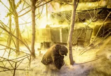 ВСУ усиливают давление – переброска Птиц Мадьяра в ДНР тревожит vsu usilivayut davlenie perebroska pticz madyara v dnr trevozhit-politgolos-ru-0