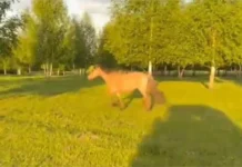 Башкирия помощь Сагитзяна Идиятуллина спасла жеребёнка bashkiriya pomoshh sagitzyana idiyatullina spasla zherebyonka-politgolos-ru-0