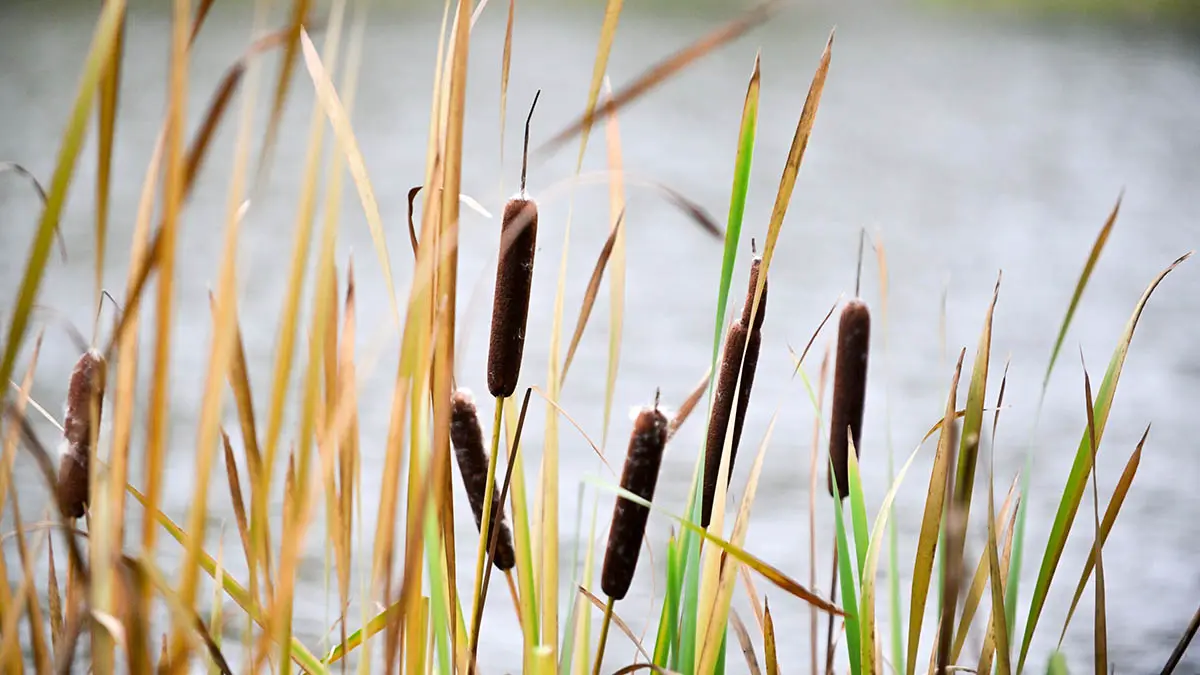 Заморозки до минус 5 градусов ожидаются в Московском регионе в ночь на 4 октября