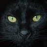 CatVision v1