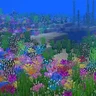 coralreef