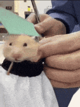 hamster-hair-cut