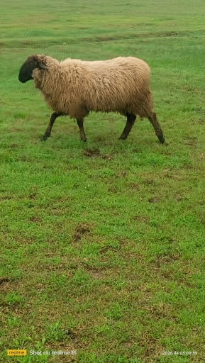 Овцы, ягнята