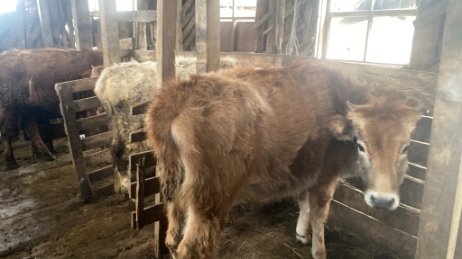 Шинарш ду д1а духкш 8 корт