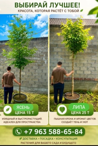 Деревья Липа ясень