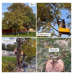 Расчистка Участка/Уборка участка/Спил деревьев