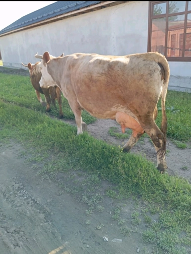 Корова