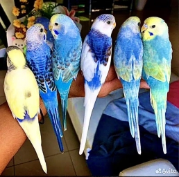 Волнистый попугай