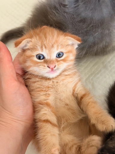 Отдам Котенка в добрые руки !