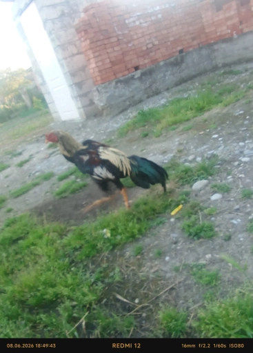 Бойцовая птица
