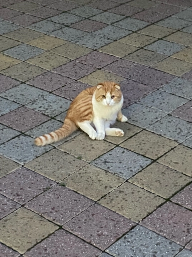 Потерялся кот.