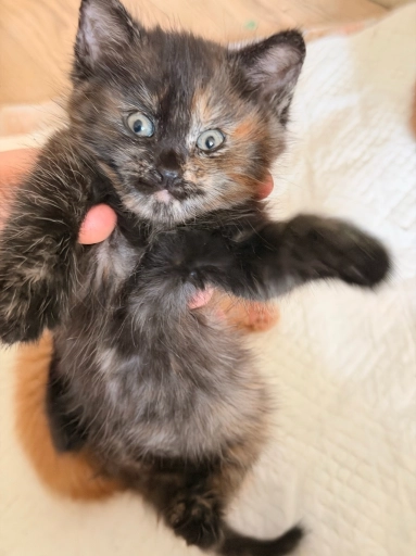 Отдам Котенка в добрые руки !