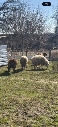 Продам овцы!