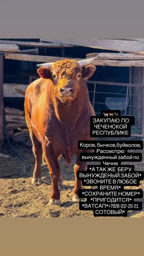 Бычки телки
