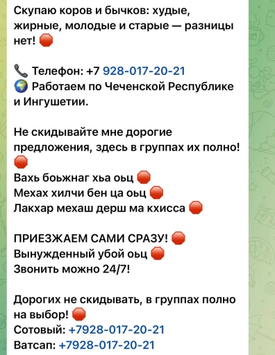 Коровы бычки